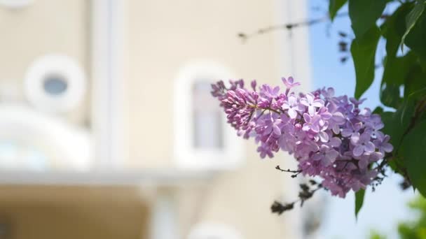 Lilacs flowering, blooming, filmed with glide rails. Garden of lilacs. Flowers of lilac, blooming, lilacs — Stock Video