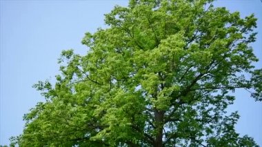 Gökyüzündeki güzel ağaçlar arka plan, ağaç, gökyüzü