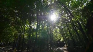 Top yaz huş ağaçları ile güzel bir gün