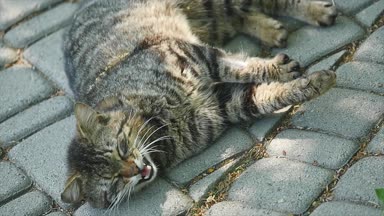 Halı üzerinde yalan ve dikkatle bakarken kedi. Hedef izleme.