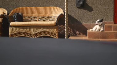 köpek evi merdivenlerde