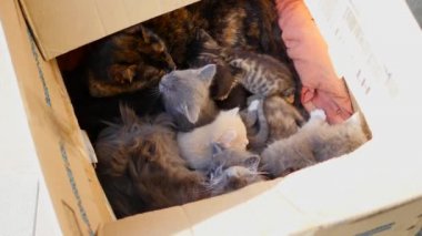 bir kutu içinde şirin tabby yavru kedi