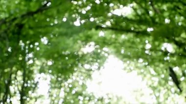 Top yaz huş ağaçları ile güzel bir gün