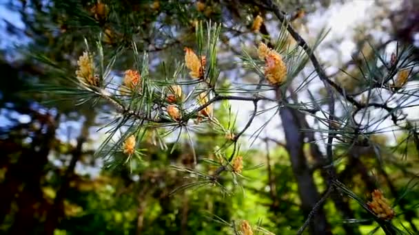 松の木の雄コーン — ストック動画