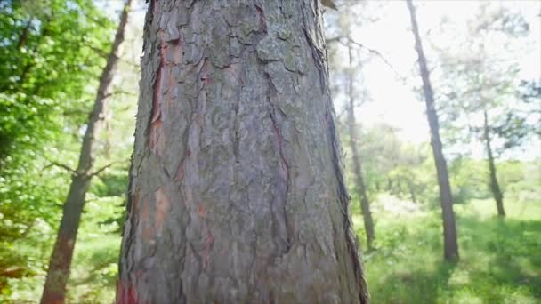 Schors van een boom-close-up. Achtergrond van de natuur — Stockvideo