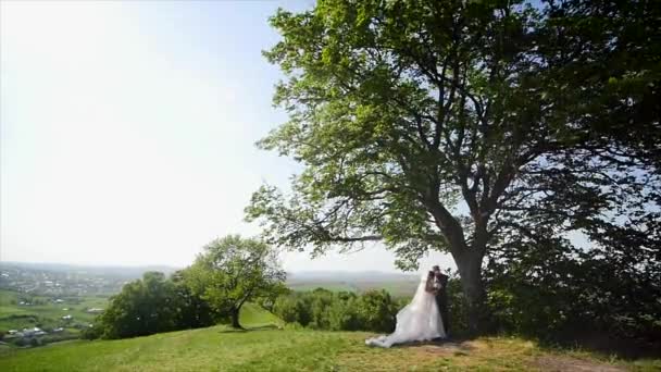 Pareja de boda caminando cerca de un árbol enorme. El sol brilla. Hora de verano — Vídeos de Stock