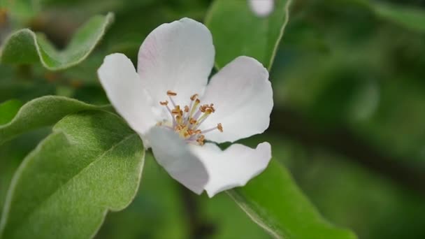 4k blossoming apple-tree close up — Stock Video