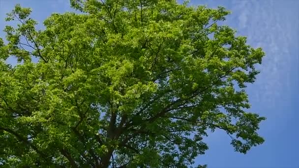 Pohon-pohon indah di langit latar belakang, pohon, langit — Stok Video
