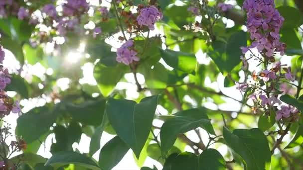 El sol brilla a través de las flores y las hojas del arbusto lila — Vídeos de Stock