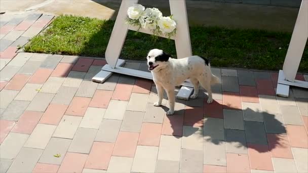 Лінива жіноча бігль собака позіхає — стокове відео