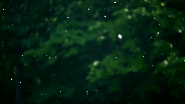 beaucoup de graines duveteuses blanches, peuplier encerclant le parc au printemps et explosant dans l'air loin 