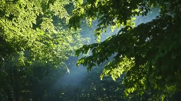 Sol a través de hojas. rayos de sol en el bosque — Vídeo de stock