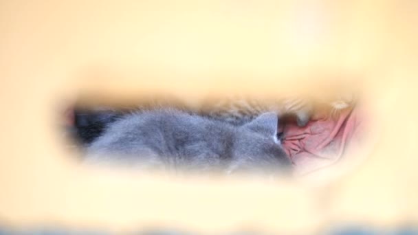 Lindo gatito tabby en una caja — Vídeo de stock