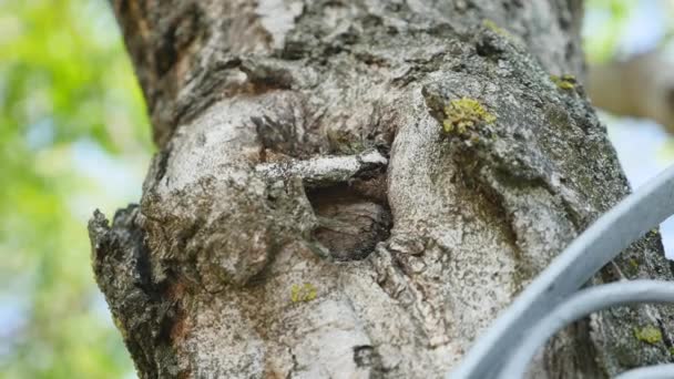 木の樹皮にアリ。アリは、アリは緑の木、樹皮を閉じます。苔むした老木の樹皮に這う赤い蟻 — ストック動画