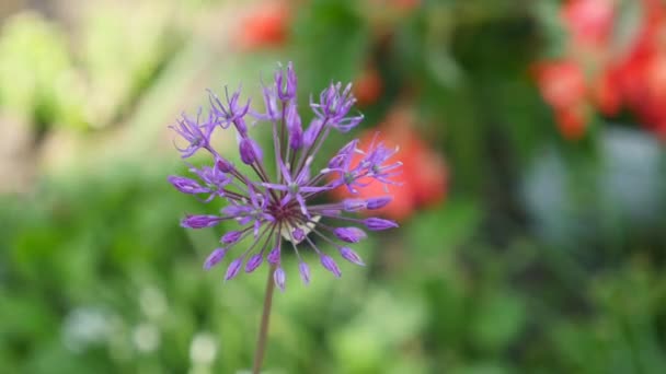 Fleurs d'ail sauvage fleurs violettes sur une pelouse verte — Video