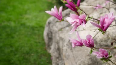 Pembe Manolya bud, Pembe Manolya, Pembe Manolya, ağaç dalı üzerinde Pembe Manolya çiçek çiçekler