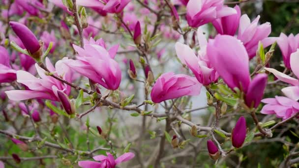 Pączek Magnolii Kwiatów Magnolii Magnolii Kwiatów Magnolii Gałęzi Drzewa — Wideo stockowe