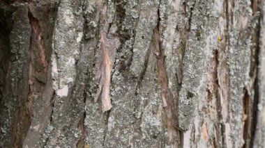 soyut doku ve arka plan