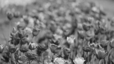 Güzel taze çiçek flowerbed Şehir Parkı içinde büyüyen birçok tomurcukları closeup. Siyah ve beyaz video taze laleler ve yaprakları. Gerçek zamanlı tam hd ayak.