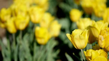 bir alandaki Pembe Laleler