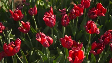 lale bahçesinde, çiçeklenme yakın atış