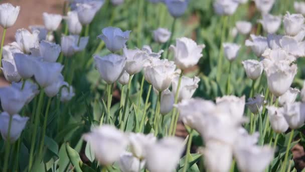 des tulipes blanches sur le terrain. focus sélectif 