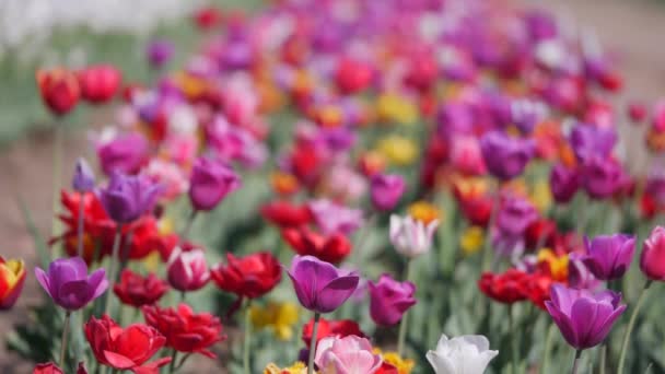 Meerdere gekleurde tulpen in een tuin waait in de Wind — Stockvideo