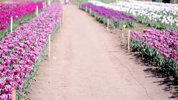 Aérea de hermoso campo de tulipán colorido — Vídeo de stock