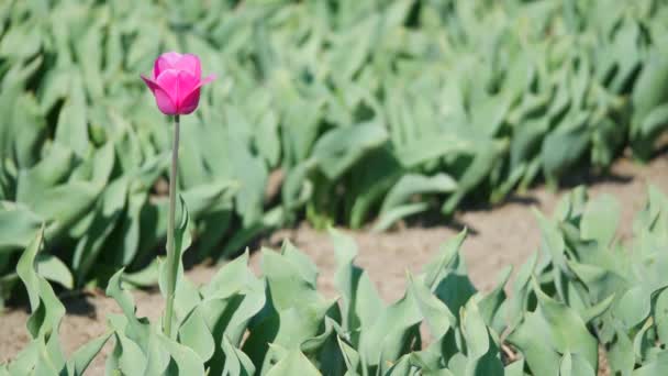 Růžová jarní květiny tulipány v poli — Stock video