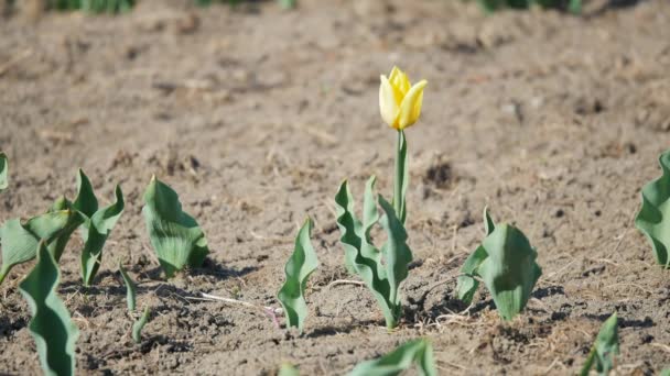 Eine gelbe Tulpe im Freien — Stockvideo