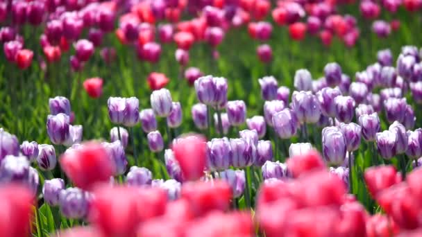 Luchtfoto van prachtige kleurrijke tulp veld — Stockvideo