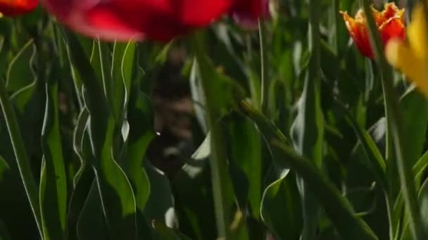Antenn av vackra färgglada tulip område — Stockvideo