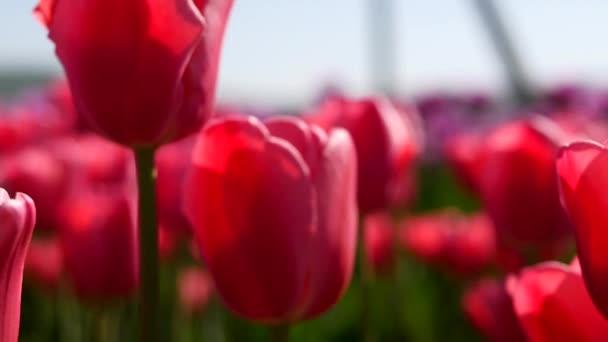 Beautiful red tulip blooms against a blue sky — Stock Video
