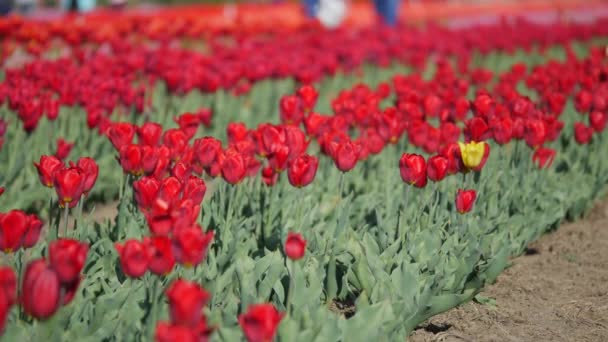 Aérien de beau champ de tulipes colorées — Video