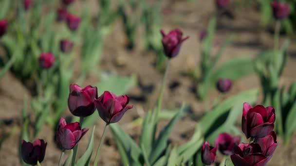 Розовые тюльпаны в поле — стоковое видео