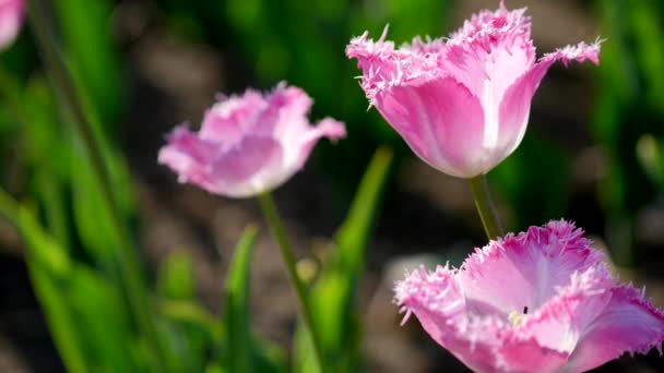 Tulipani rosa in un campo — Video Stock