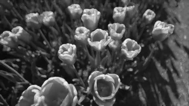 Primer plano de muchos brotes de hermosas flores frescas que crecen en el macizo de flores en el parque de la ciudad. Vídeo en blanco y negro de tulipanes y hojas frescas. Imágenes completas de alta definición en tiempo real . — Vídeo de stock