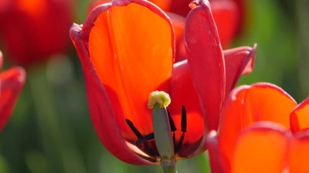 Tulip blooming in garden, close up shot — Stock Video