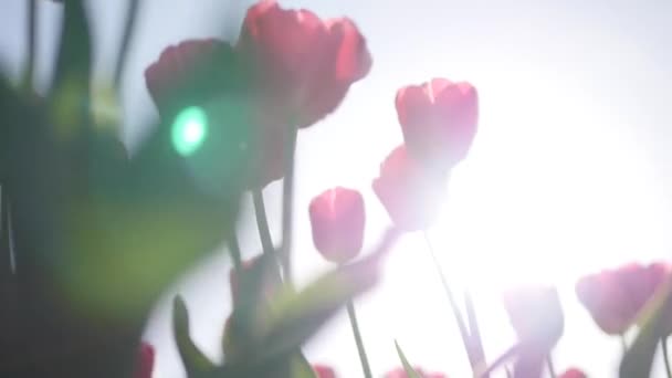 Beautiful red tulip blooms against a blue sky — Stock Video