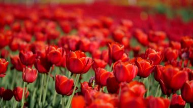 Güzel renkli lale alan hava