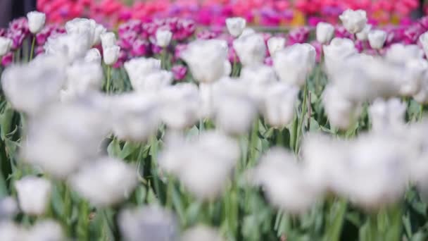 美丽多彩的郁金香田野的空中 — 图库视频影像