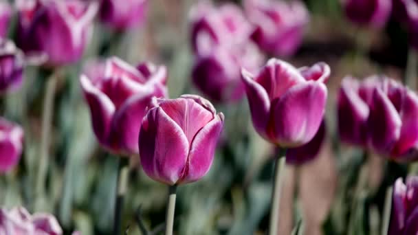 Pola tulipanów fioletowy w letni dzień — Wideo stockowe