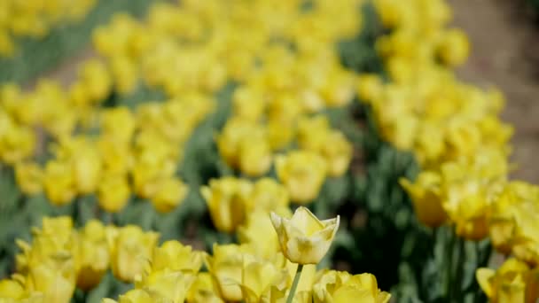 Une tulipe jaune extérieure 