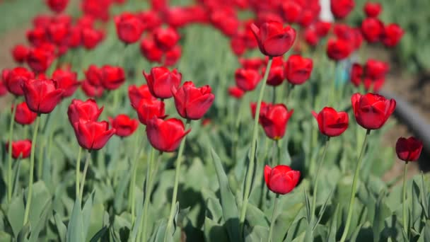 Luchtfoto Van Prachtige Kleurrijke Tulp Veld — Stockvideo