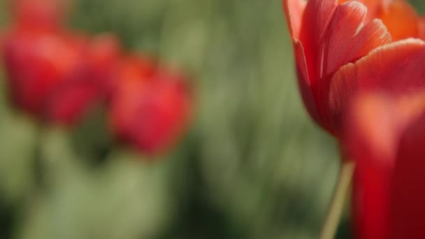 Tulipes roses dans un champ — Video