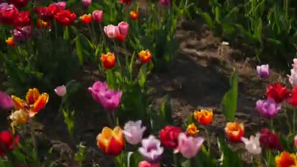 Várias tulipas coloridas em um jardim soprando no vento — Vídeo de Stock