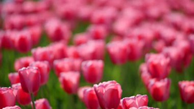 bir alandaki Pembe Laleler