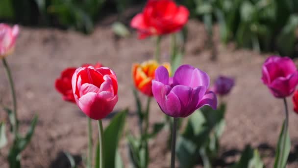 Plusieurs tulipes colorées dans un jardin soufflant dans le vent — Video