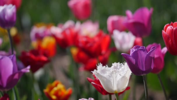 Plusieurs tulipes colorées dans un jardin soufflant dans le vent 