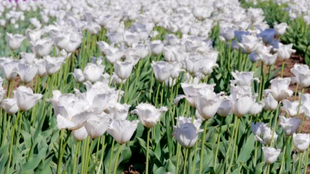 Tulipanes blancos en el campo. enfoque selectivo — Vídeos de Stock